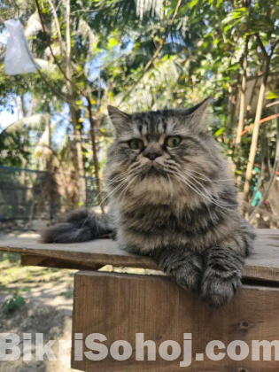 Tabby Pure Persian Male Cat